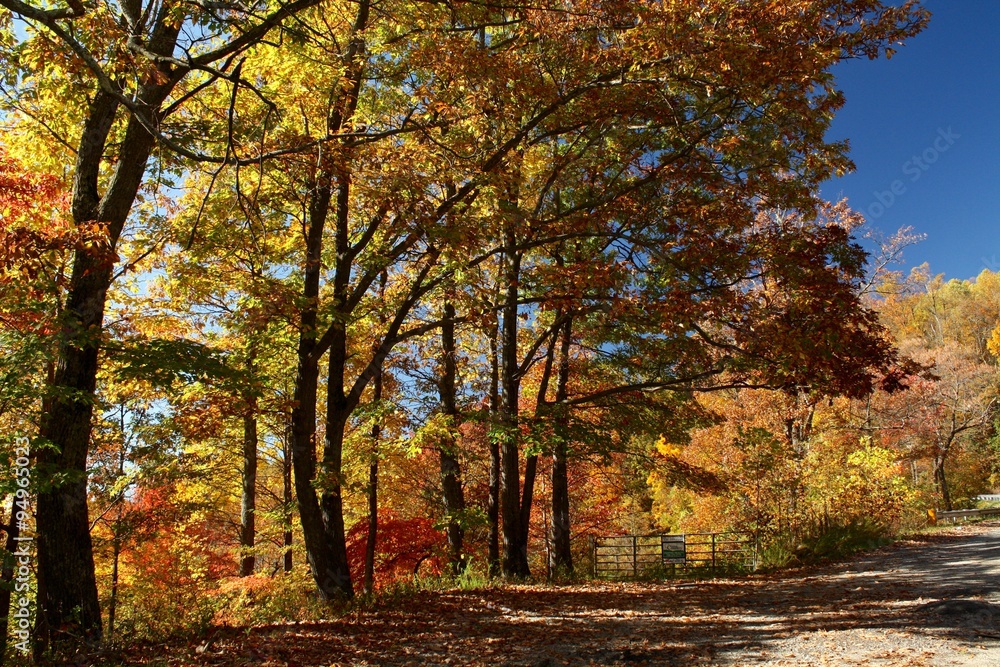 Autumn trees on Stone Mountain road