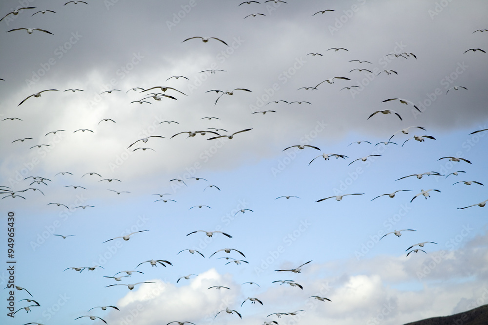 Thousands of snow geese fly over the Bosque del Apache National Wildlife Refuge, near San Antonio and Socorro, New Mexico Thousands of snow geese fly over the Bosque del Apache National Wildlife Refuge, near San Antonio and Socorro, New Mexico