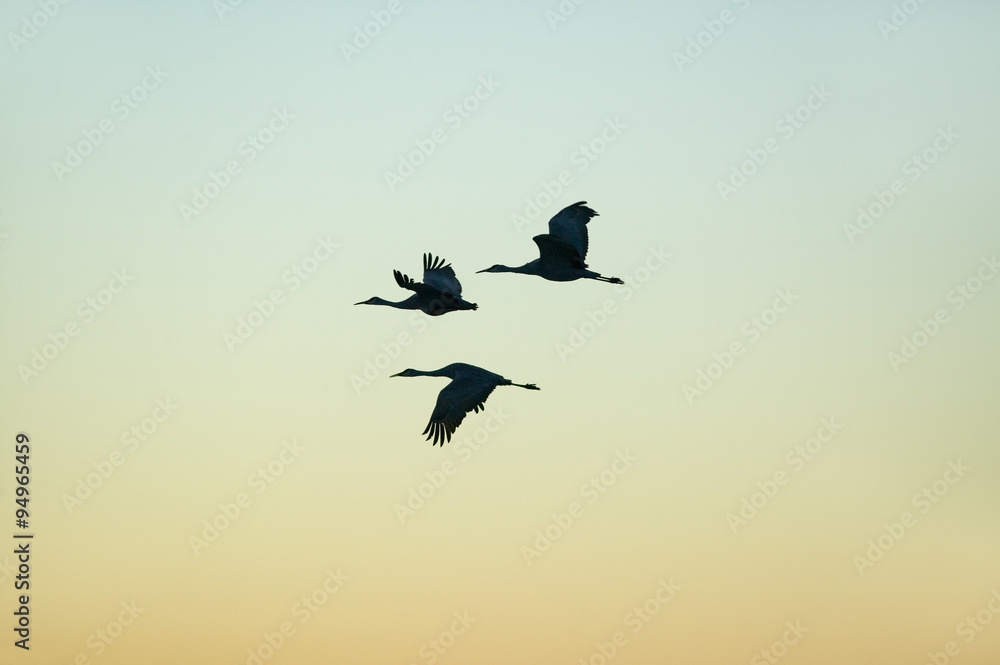 Sandhill cranes fly over the Bosque del Apache National Wildlife Refuge at sunrise, near San Antonio and Socorro, New Mexico Sandhill cranes fly over the Bosque del Apache National Wildlife Refuge at sunrise, near San Antonio and Socorro, New Mexico