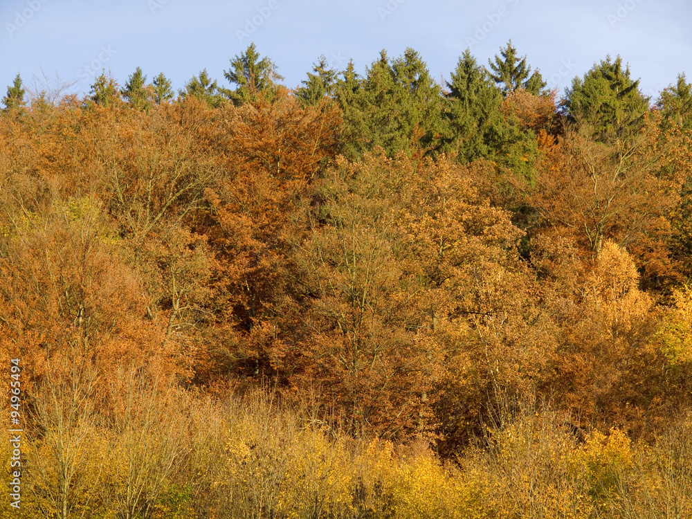 Fototapeta premium Laubfärbung im Gebirge