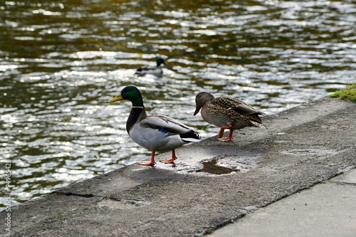 Obraz na płótnie Duck in Neris river in Vilnius town on autumn w salonie