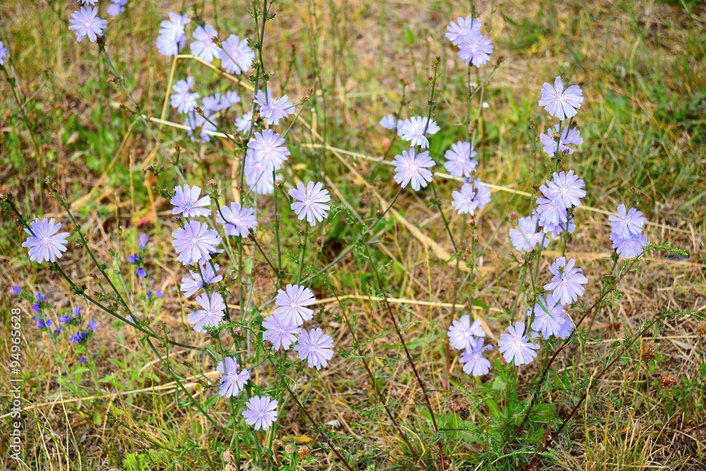 Blue wild flowers in Lithuania field on summer