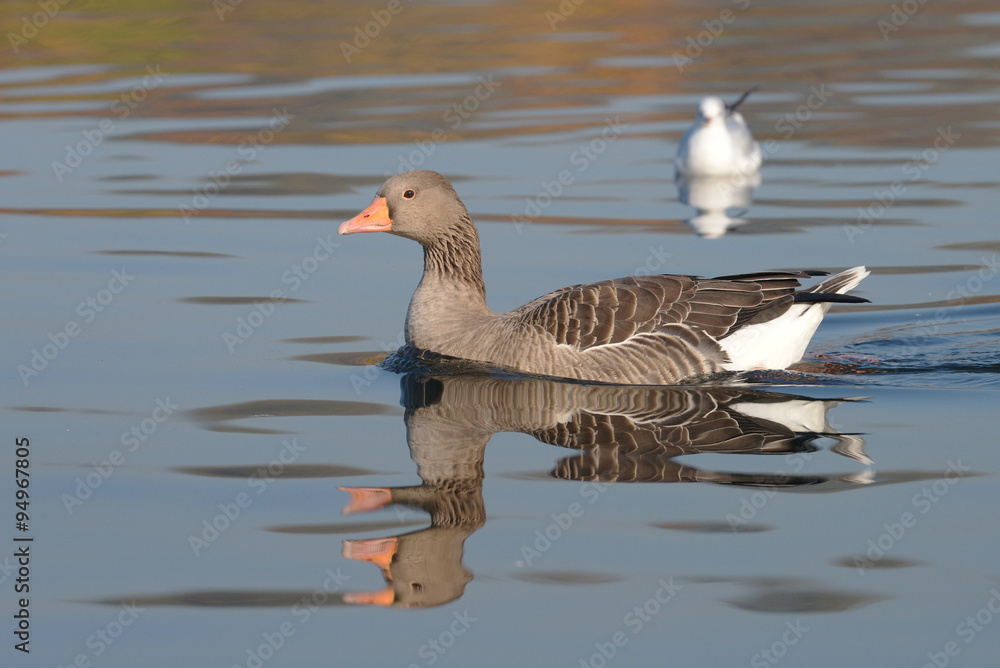 Greylag Goose Greylag Goose