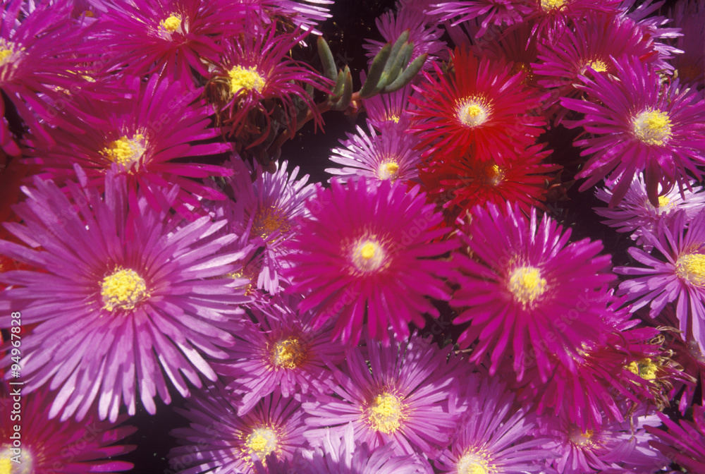 Zinnias in bloom, Northern CA Zinnias in bloom, Northern CA
