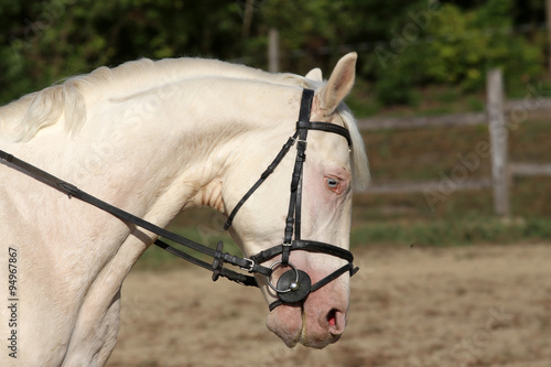 Gray colored purebred horse with unique blue eyes