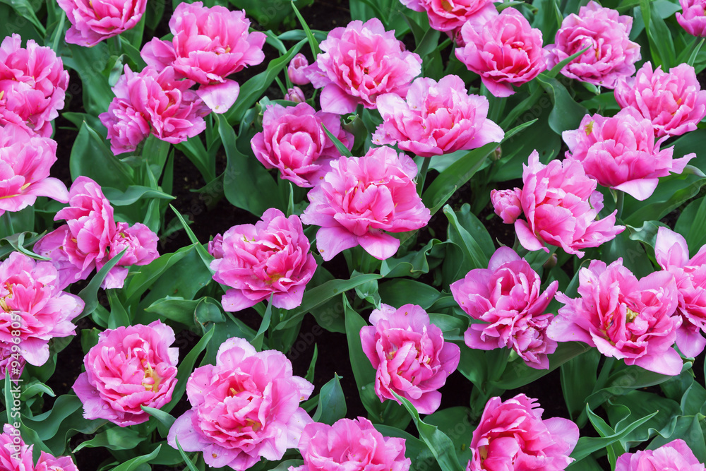 Pink Tulips in Keukenhof Garden, Netherlands Pink Tulips in Keukenhof Garden, Netherlands