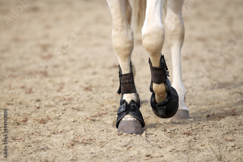 Horse legs close up