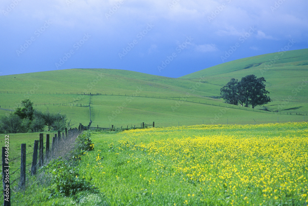 Obraz premium Spring field of Mustard with fence, Cambria, CA