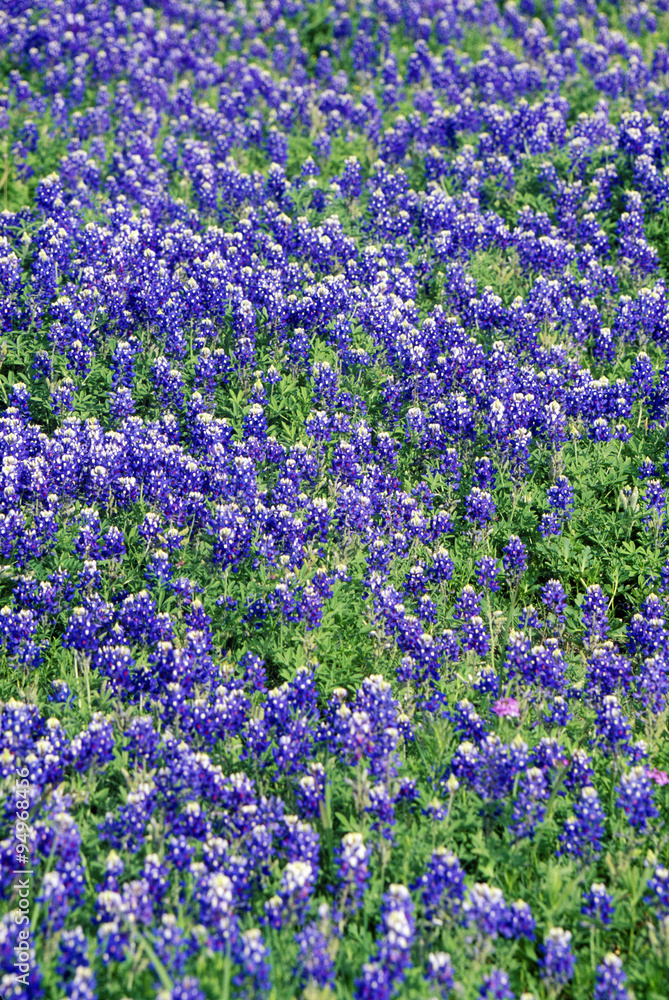 Obraz premium Field of bluebonnets in bloom Spring Willow City Loop Rd. TX