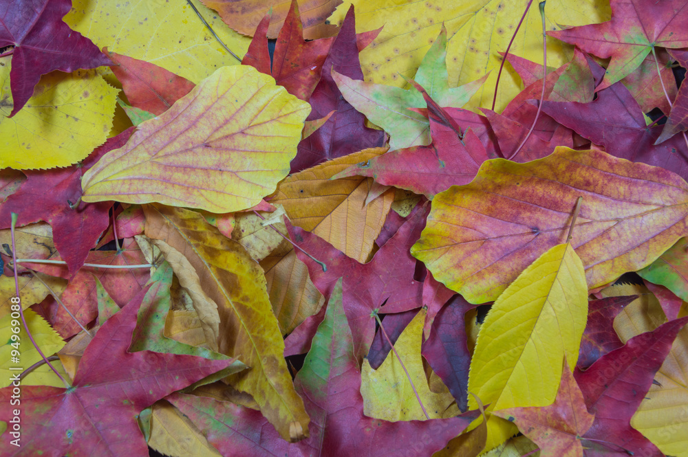 Autumn Leaves Autumn Leaves