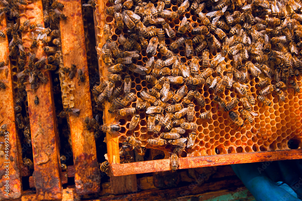 Close up view of the bees swarming on a honeycomb. Close up view of the bees swarming on a honeycomb.