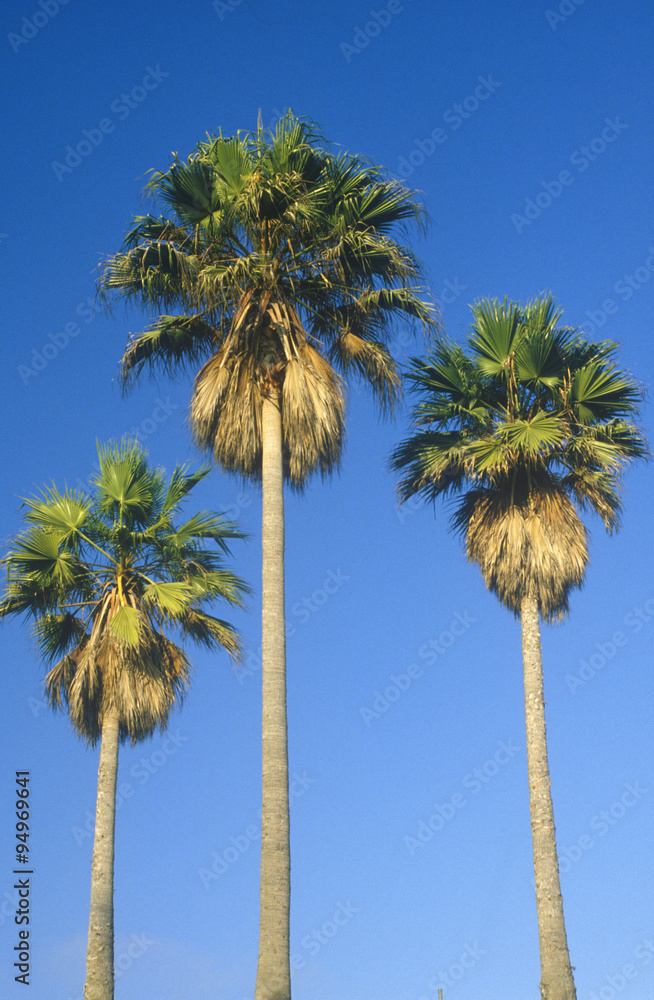 Fototapeta premium Palm trees, Los Angeles, CA