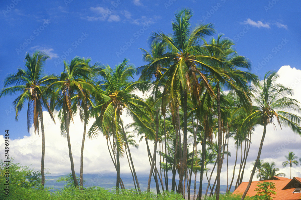 Palm Trees, HI Palm Trees, HI