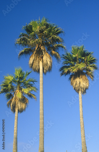 Palm trees, Los Angeles, CA
