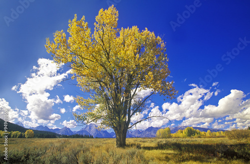 Cottonwood tree in fall colors, Grand Teton National Park, Jackson, WY photo
