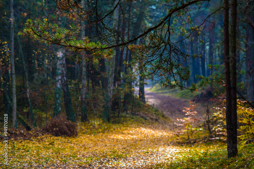 Fototapeta Naklejka Na Ścianę i Meble -  Jesienna leśna droga