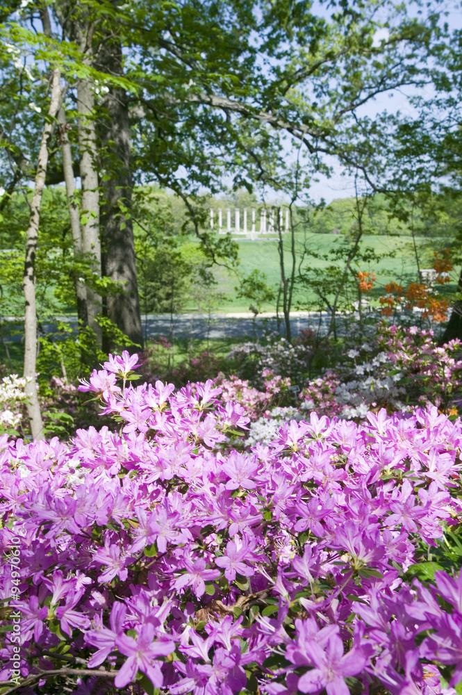Azaleas in spring in National Arboretum with Capitol Columns in background, Washington D.C.