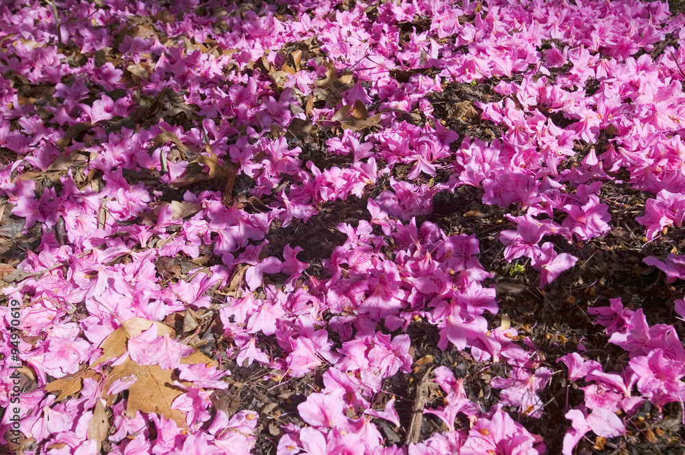Azaleas in spring in National Arboretum, Washington D.C.