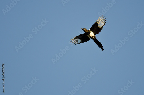 Black-billed Magpie Flying in a Blue Sky © rck