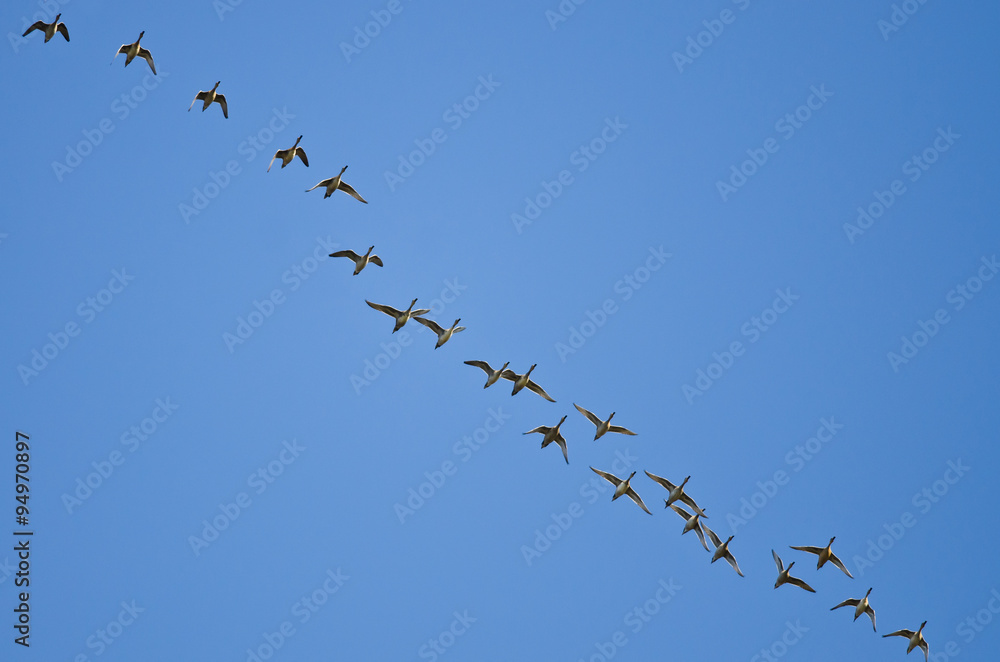 Large Flock of Ducks Flying in a Blue Sky