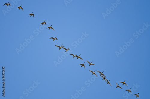 Large Flock of Ducks Flying in a Blue Sky