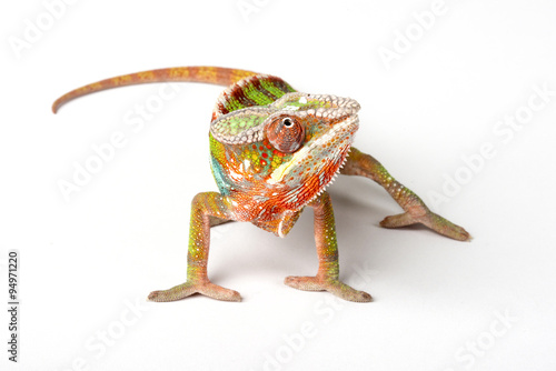 Chameleon on a white background