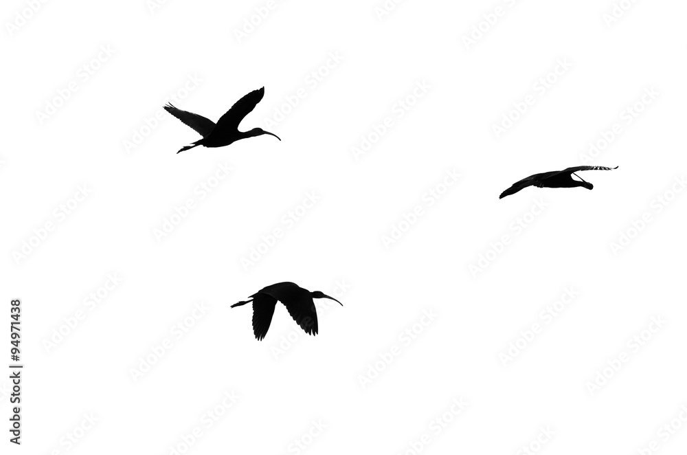Three White-Faced Ibis Silhouetted on a White Background Three White-Faced Ibis Silhouetted on a White Background