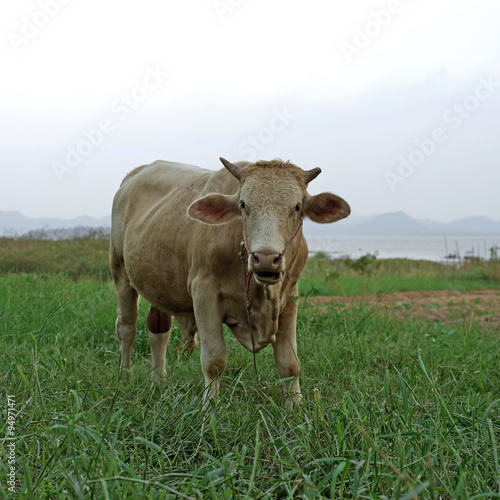 cow in green pasture