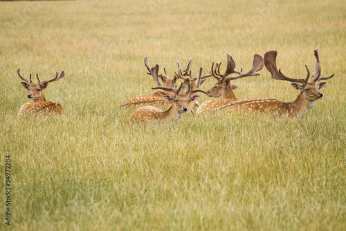 Fototapeta Naklejka Na Ścianę i Meble -  Herd Of Fallow Deer