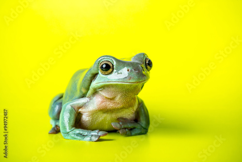 Tree Frog on a green background  
