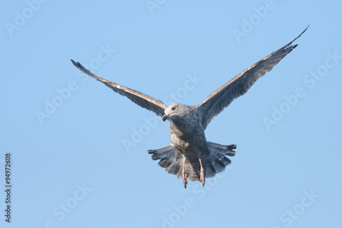 European Herring Gull  Larus argentatus