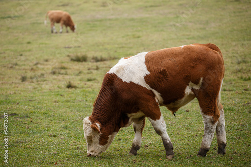 Bull in pasture, Czech Republic
