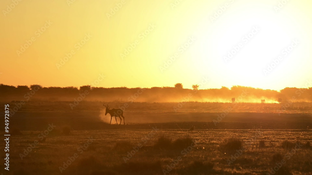 Impala (Aepyceros melampus) walking across the dusty ground in Botswana silhouetted by the African sunset in high definition footage Impala (Aepyceros melampus) walking across the dusty ground in Botswana silhouetted by the African sunset in high definition footage