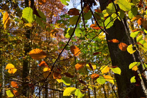 Herbstwald