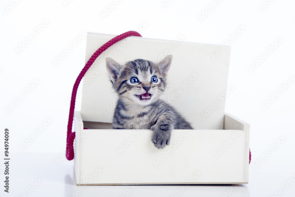 Gatito saliendo de caja con la boca abierta