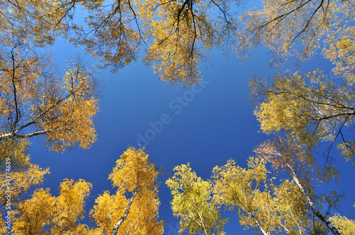 Colorful autumn trees seen from down with empty center