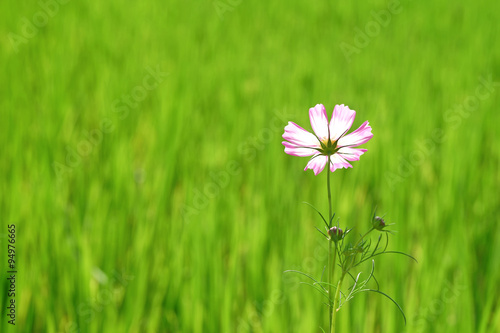 beautiful cosmos flower