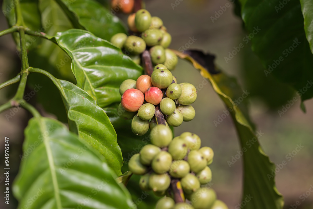 Coffee beans on tree in Ranong province, Thailand Coffee beans on tree in Ranong province, Thailand