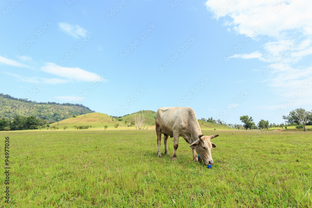 Brown Thai cow standing in the green meadow