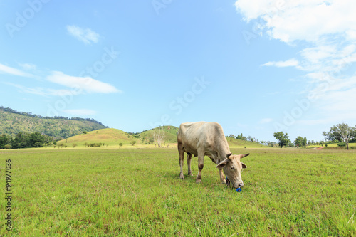 Brown Thai cow standing in the green meadow