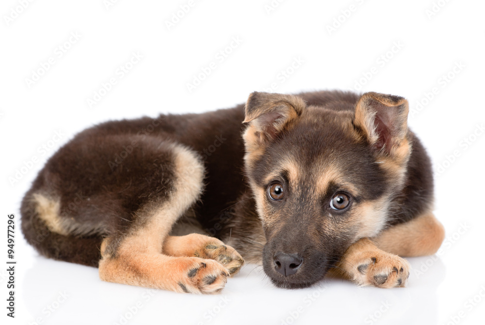 sad mixed breed puppy dog looking at camera. isolated on white b