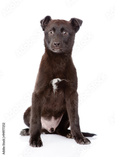 crossbreed puppy sitting in front. isolated on white background © Ermolaev Alexandr