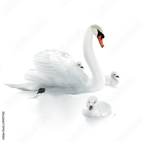 Swan Mother and swanlings.  Hand drawn vector illustration of a mute swan resting on the surface of the water, surrounded by her offspring.  