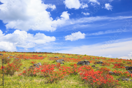 Japanese azalea at Kirigamine highland  Nagano  Japan