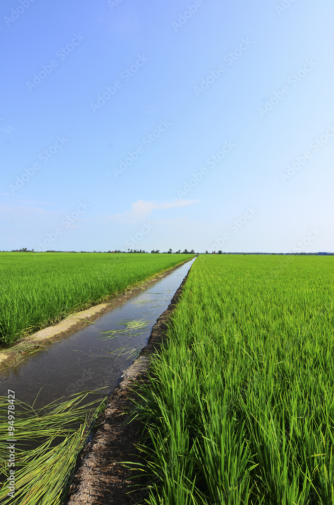 Green paddy filed with tree and blue sky landscape in Malaysia