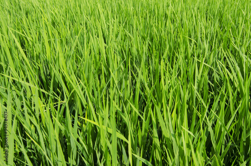 Green paddy field in Malaysia