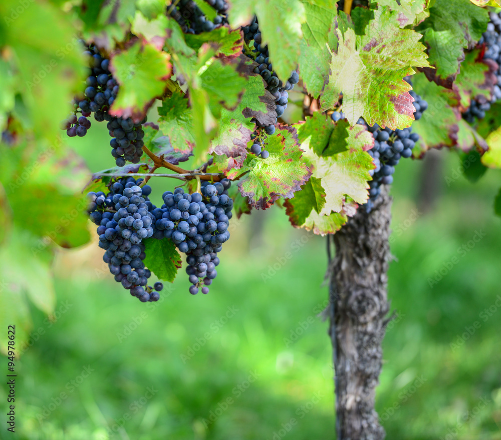 Ripe Wine Grapes