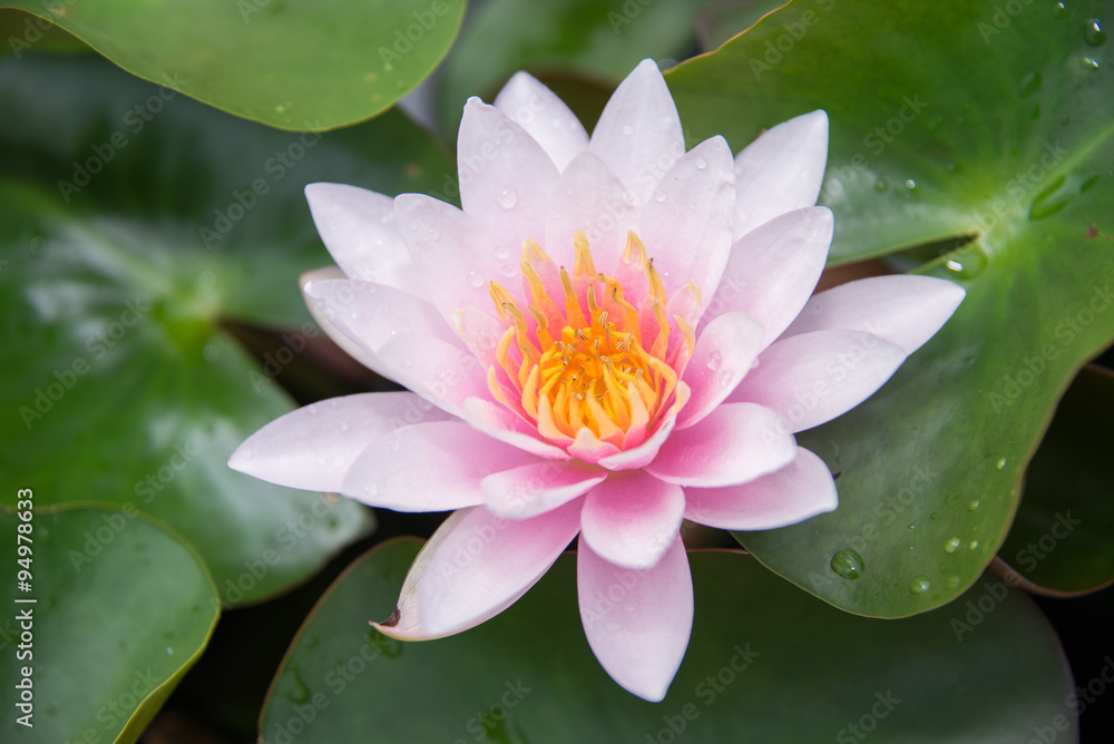 Close up pink lotus and water drops on  petals of small lotus flower.