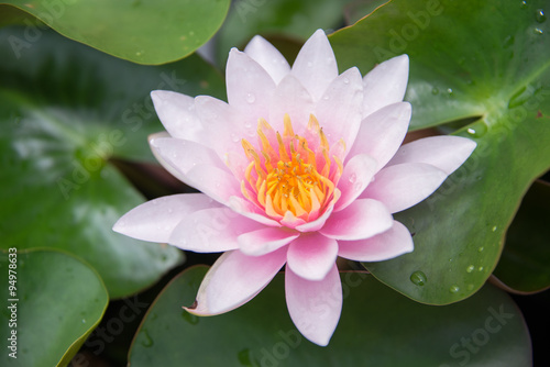 Close up pink lotus and water drops on  petals of small lotus flower.