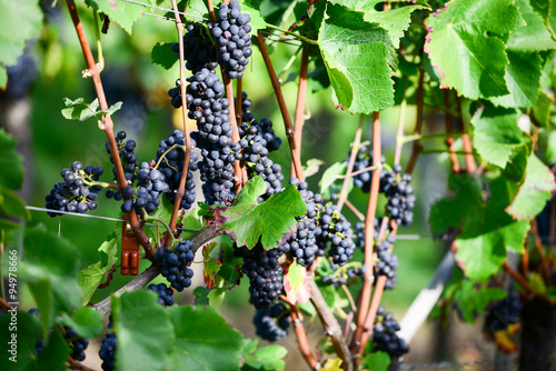 Ripe Wine Grapes photo